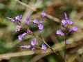 Limonium narbonense